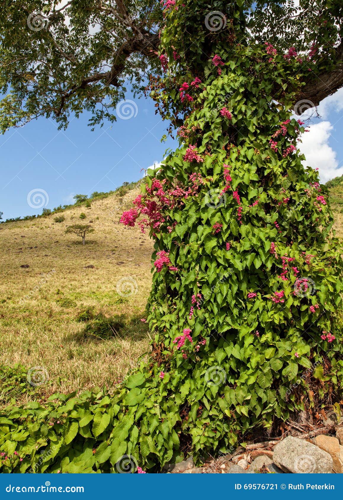 Mexican Creeper Vine on Tree Stock Image Image of plant, maarten 69576721