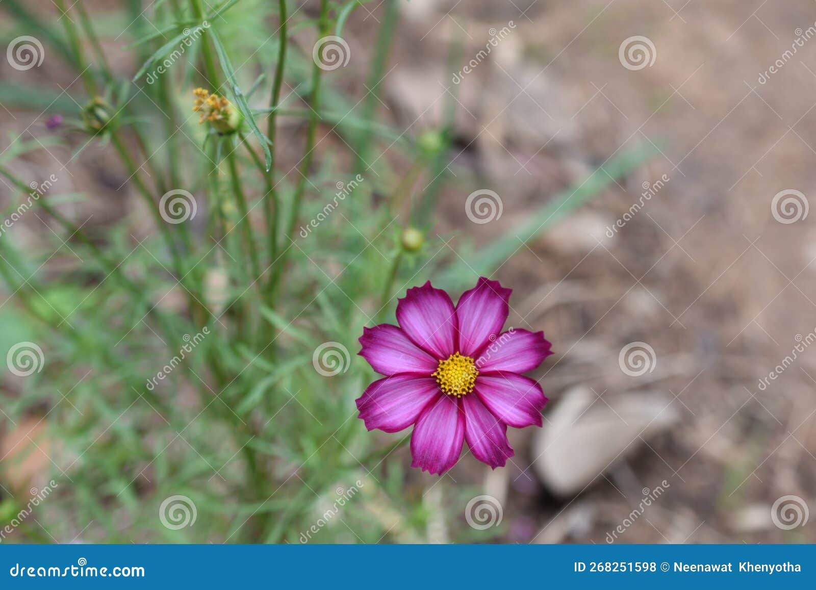 Mexican Daisies are Blooming and the Sun Stock Photo Image of