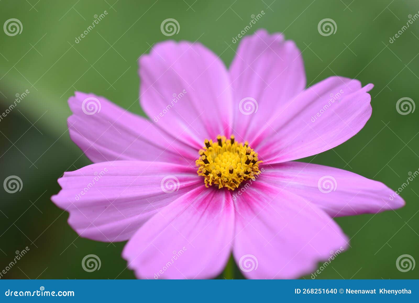 Mexican Daisies are Blooming and the Sun Stock Photo Image of blossom