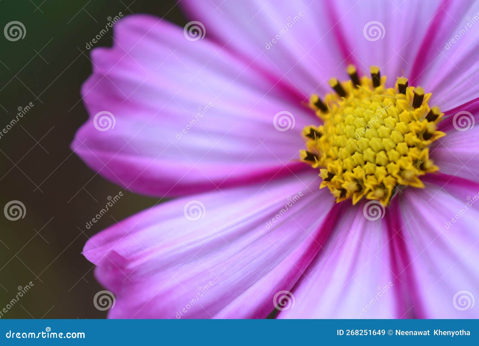 Mexican Daisies are Blooming and the Sun Stock Image Image of fresh