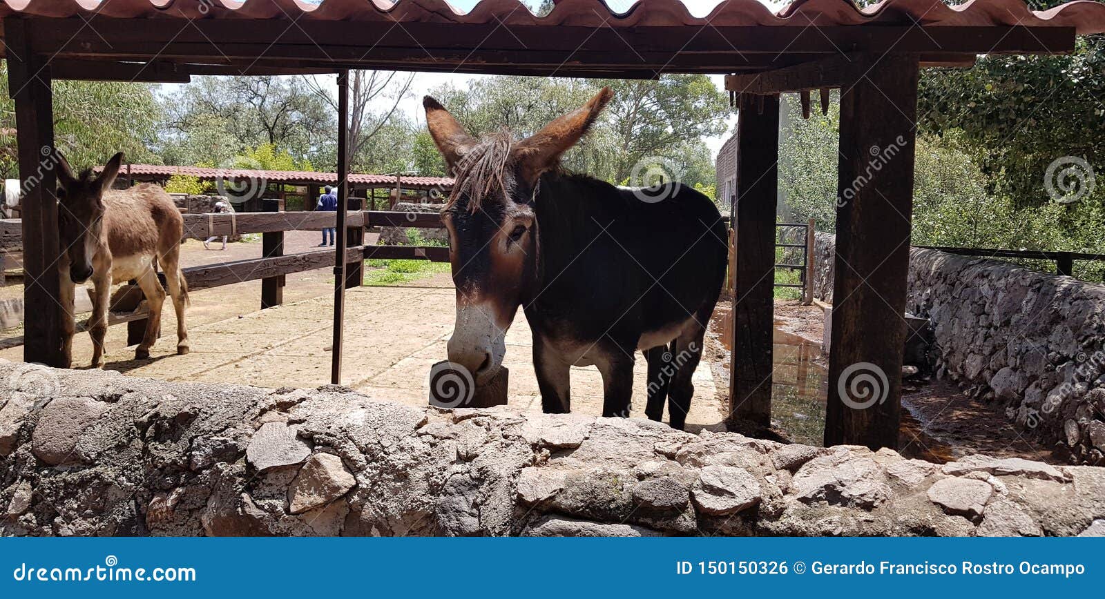 mexican donkey in a stable