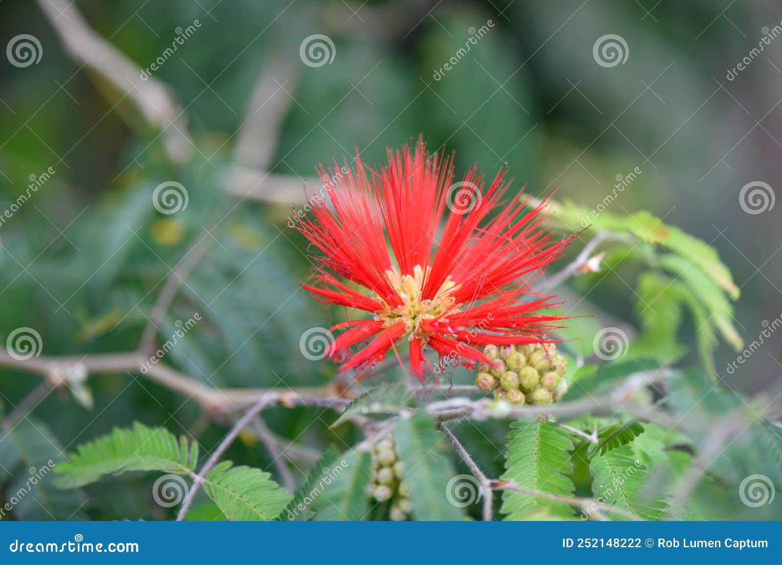 Mexican Flame Bush Calliandra Tweediei Bright Red Flower Stock Photo ...