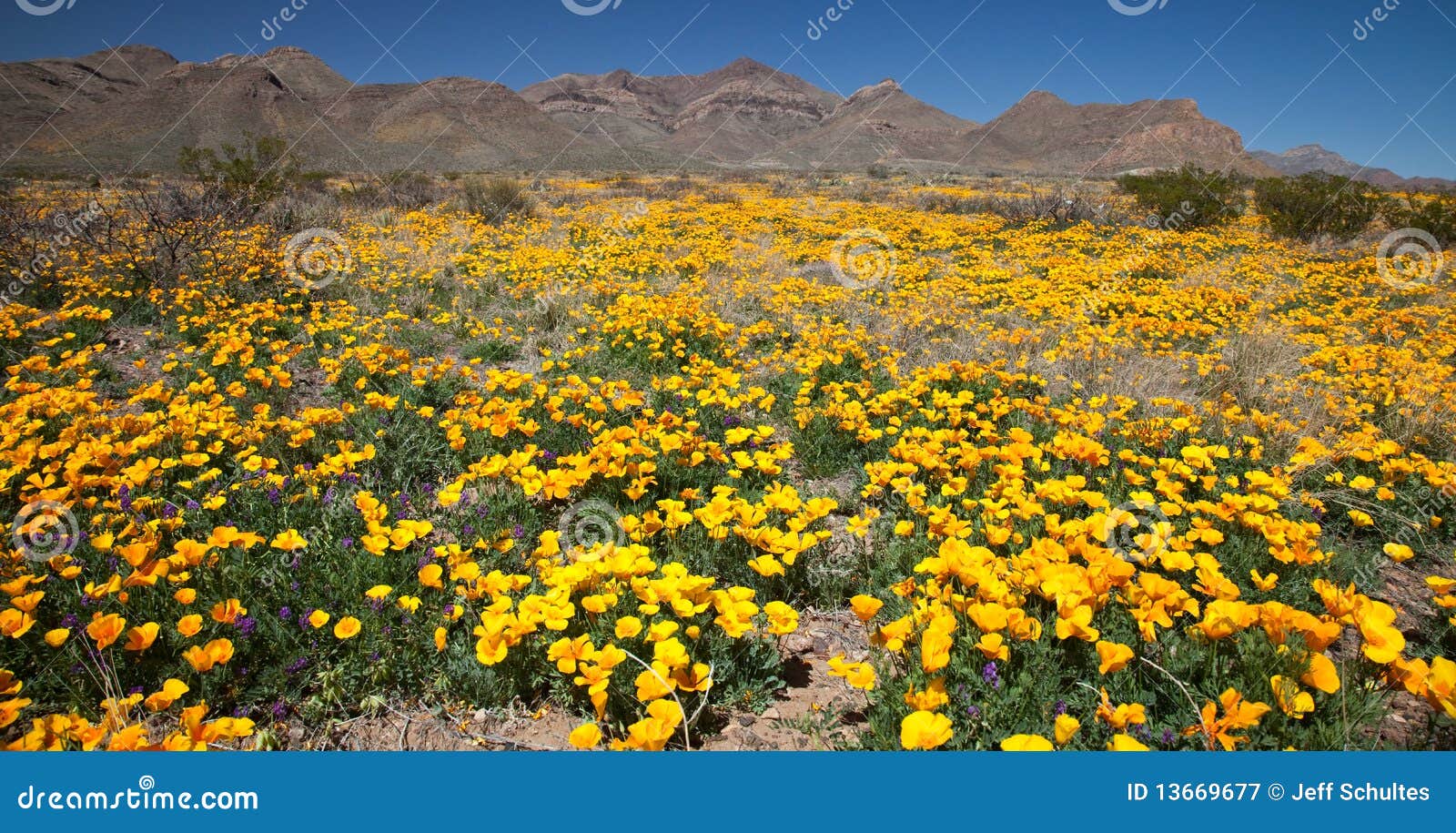 Mexican Gold Poppies stock image. Image of yellow, visit 13669677