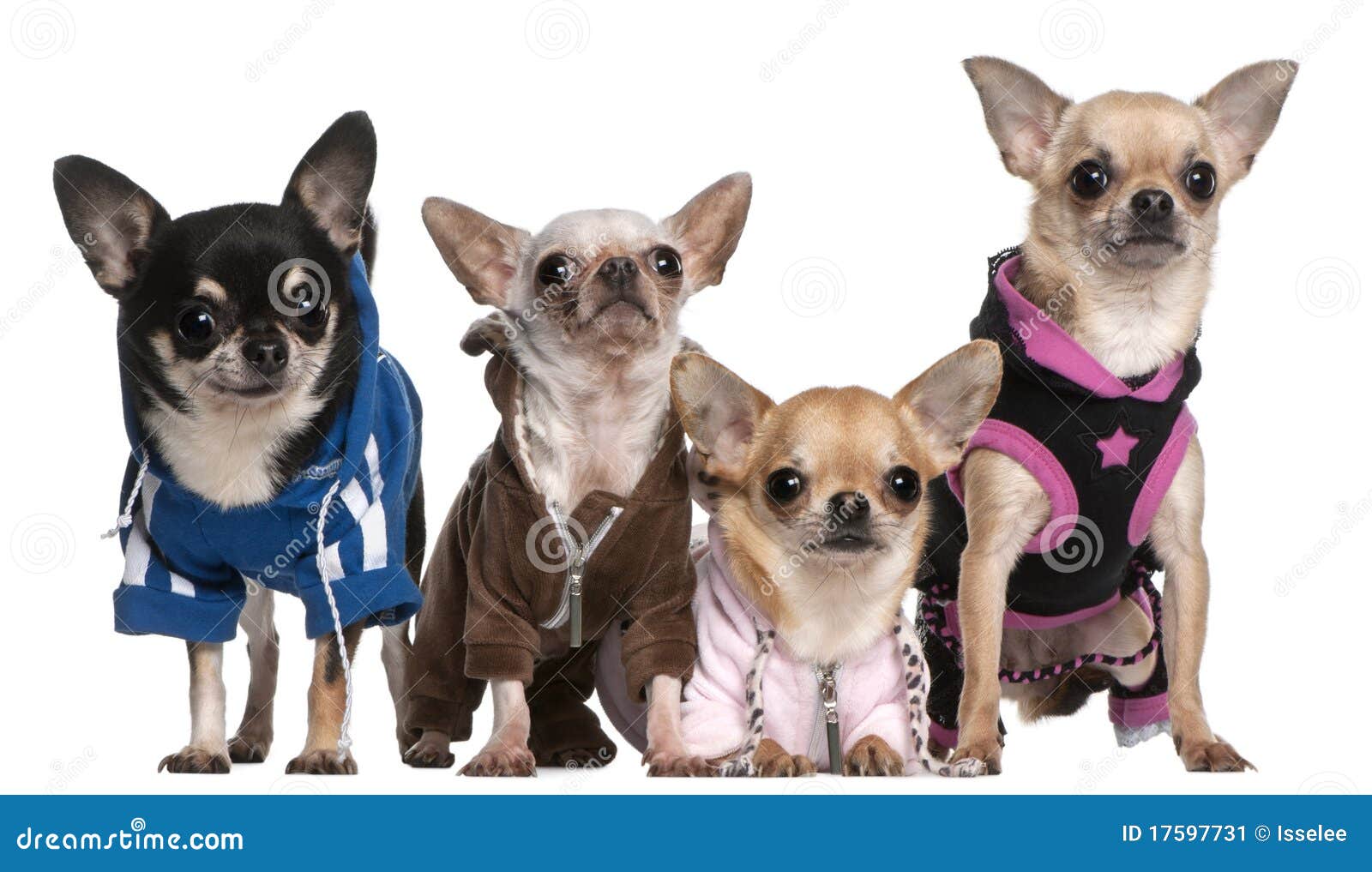 Mexican Hairless Dog and Chihuahuas Stock Image Image of mexican