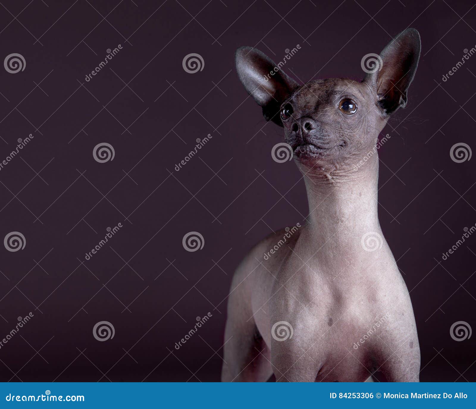 xoloitzcuintli ugly