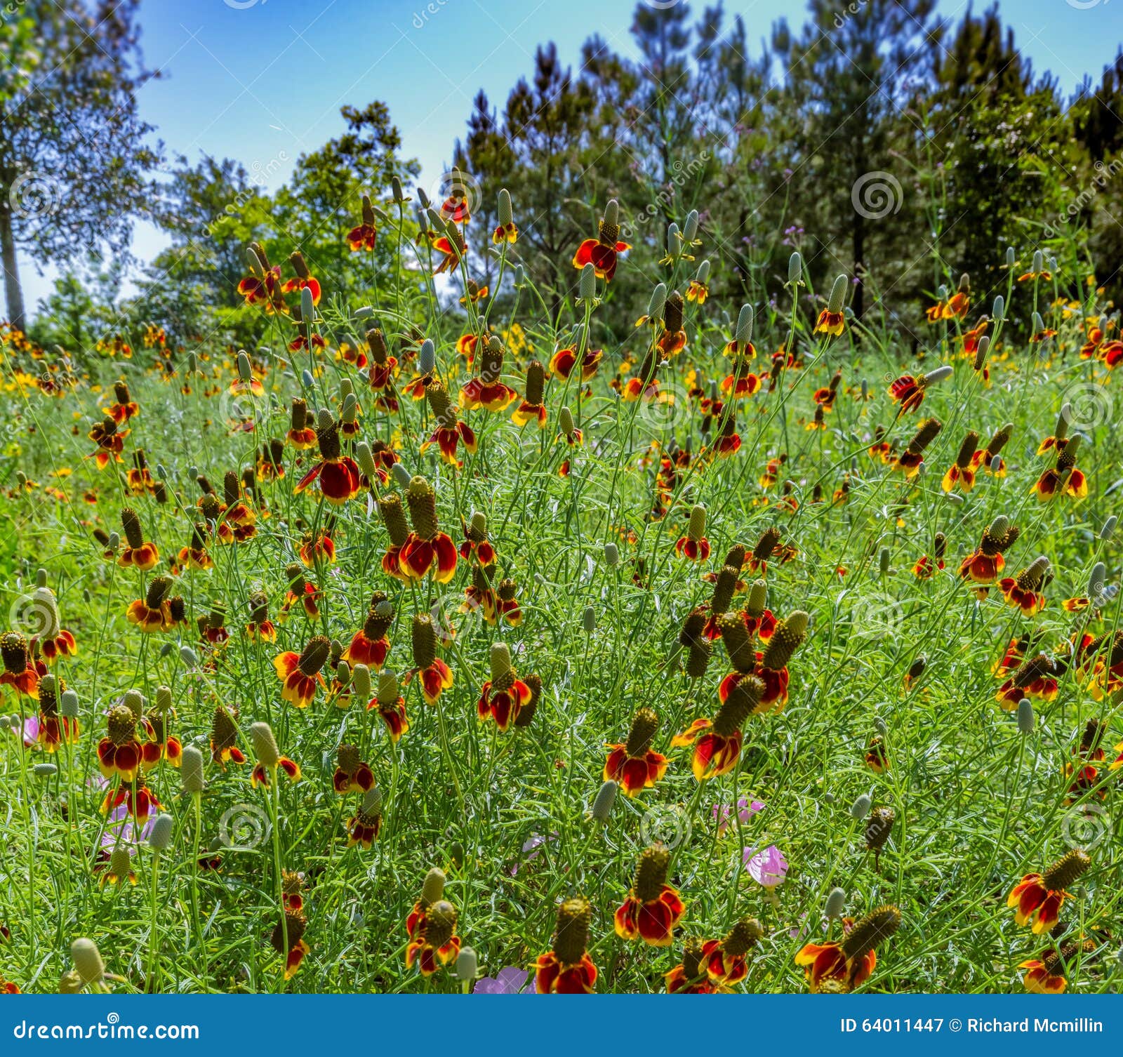 Mexican Hat Wildflowers stock image. Image of brown, meadow 64011447