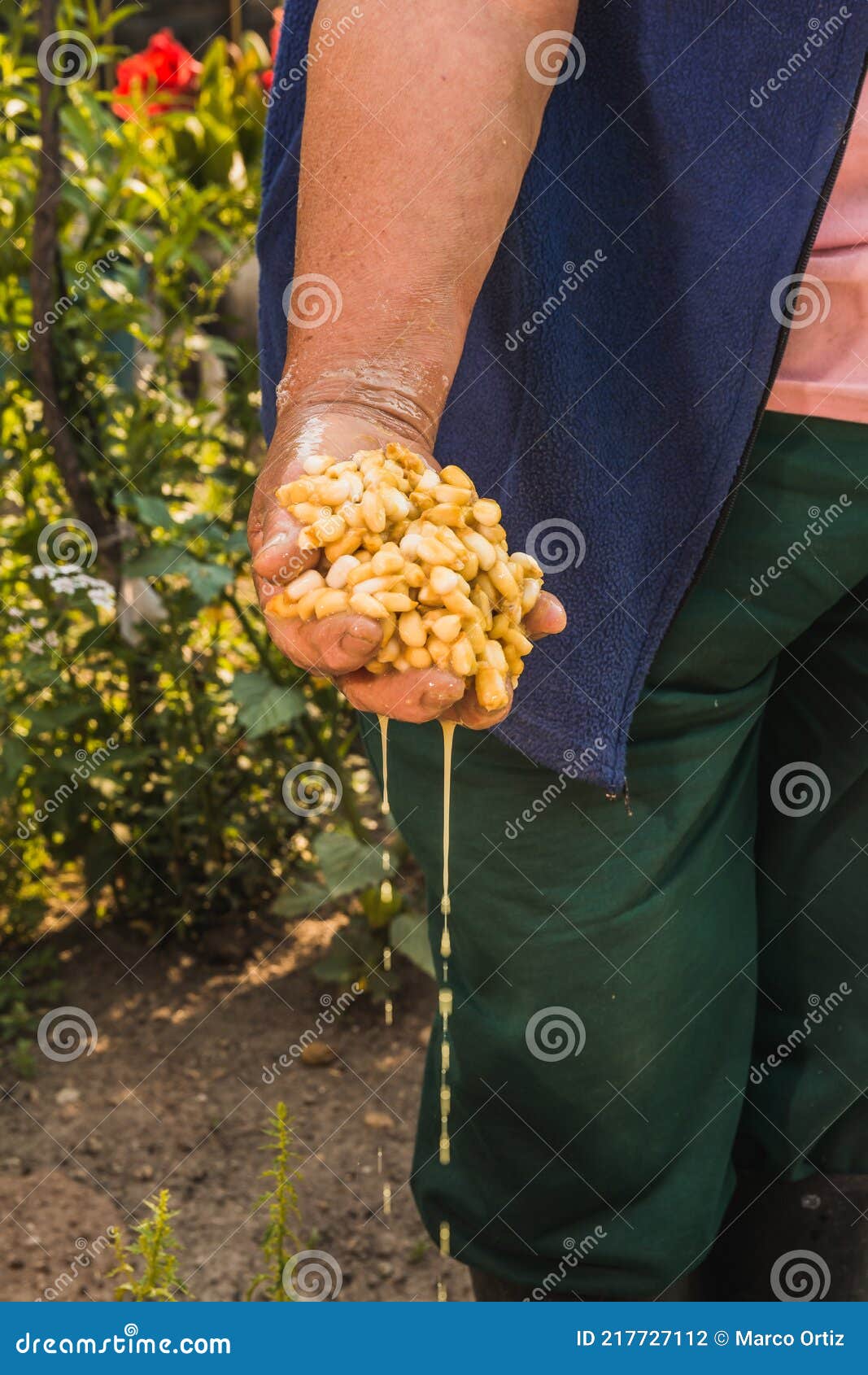 mexican indigenous woman preparing the traditional nixtamal made of white corn