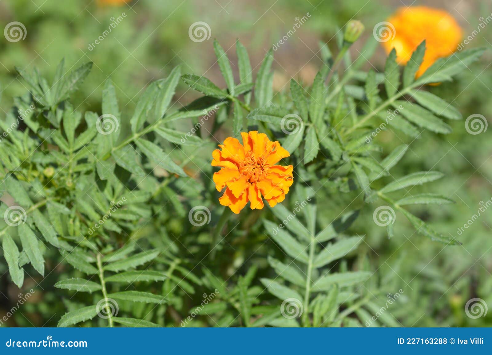 Mexican marigold stock photo. Image of tagetes, mexican 227163288