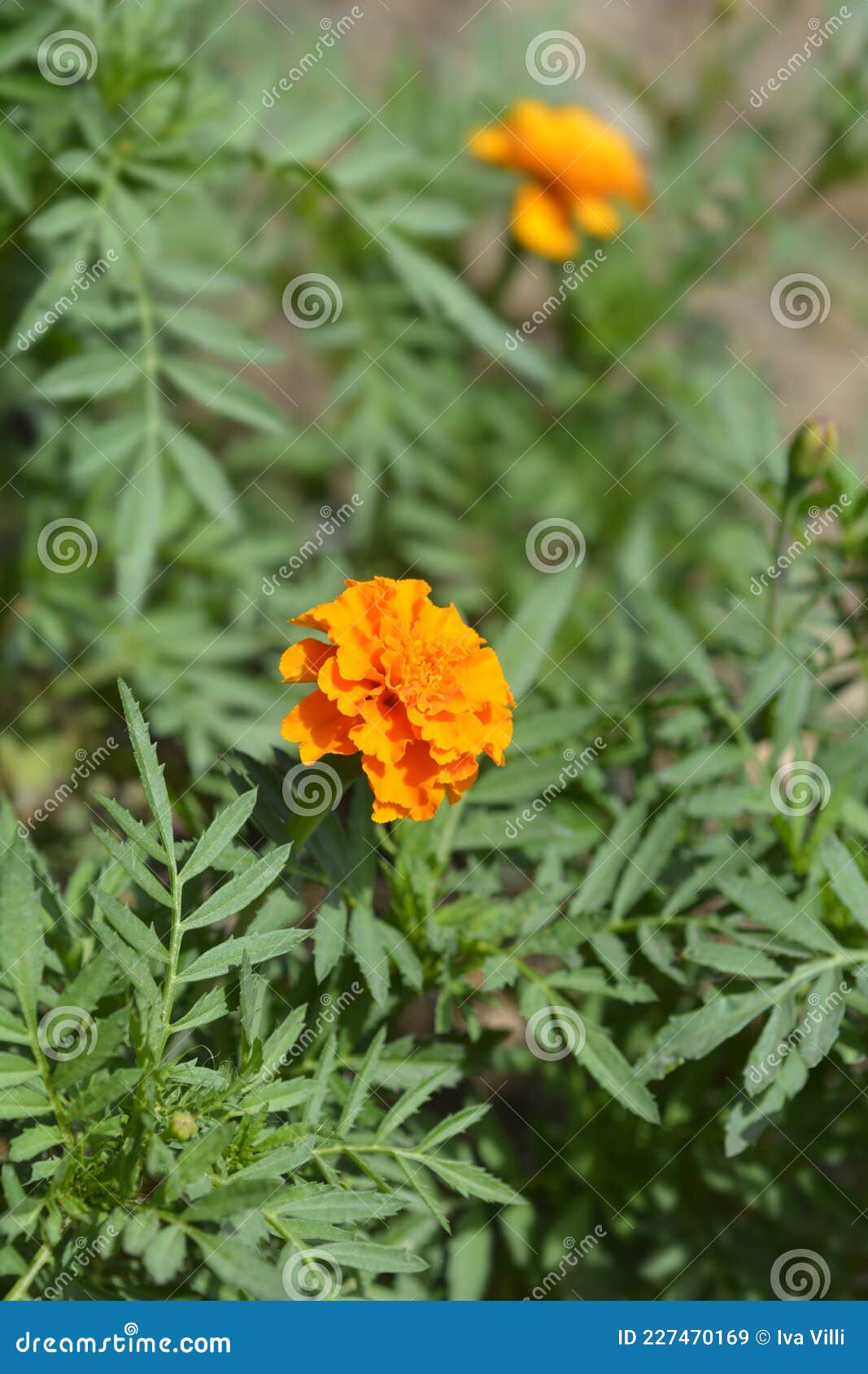 Mexican marigold stock image. Image of flower, nature 227470169