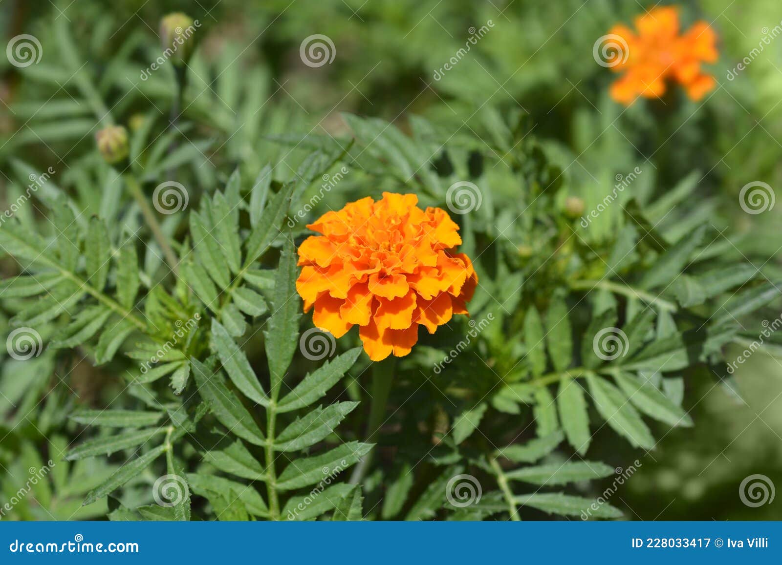 Mexican marigold stock image. Image of nature, flower 228033417