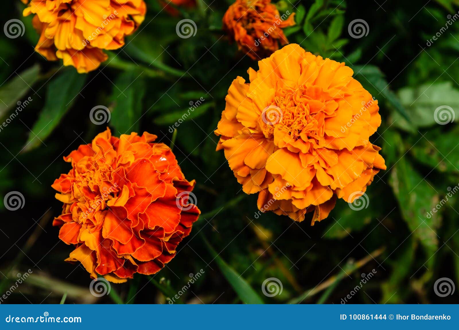 Mexican Marigolds Tagetes Erecta, Aztec Marigold on a Flowerbed Stock ...