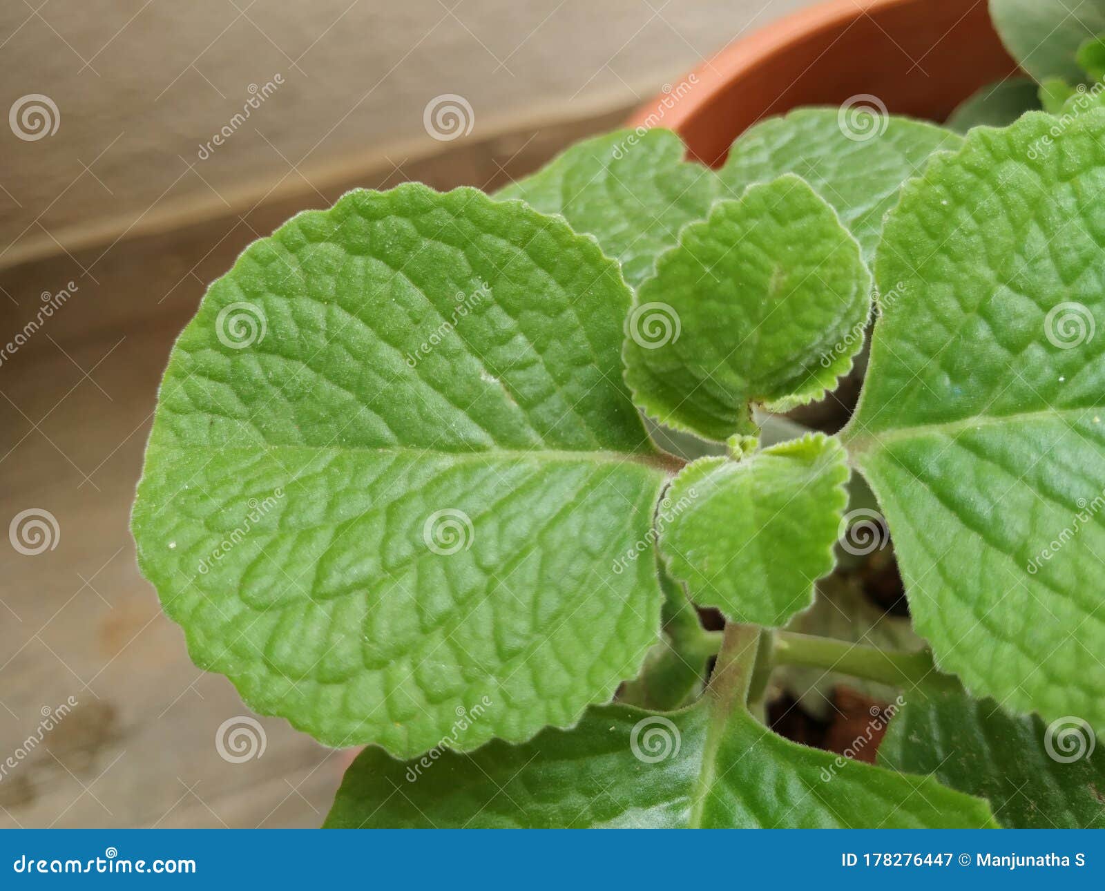Mexican Mint Plant or Leaves Background with Texture and Pattern Stock
