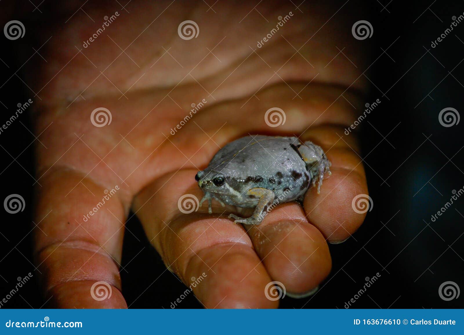 wildlife: a narrow-mouthed toad is shown by a biologist in the northern jungles of guatemala