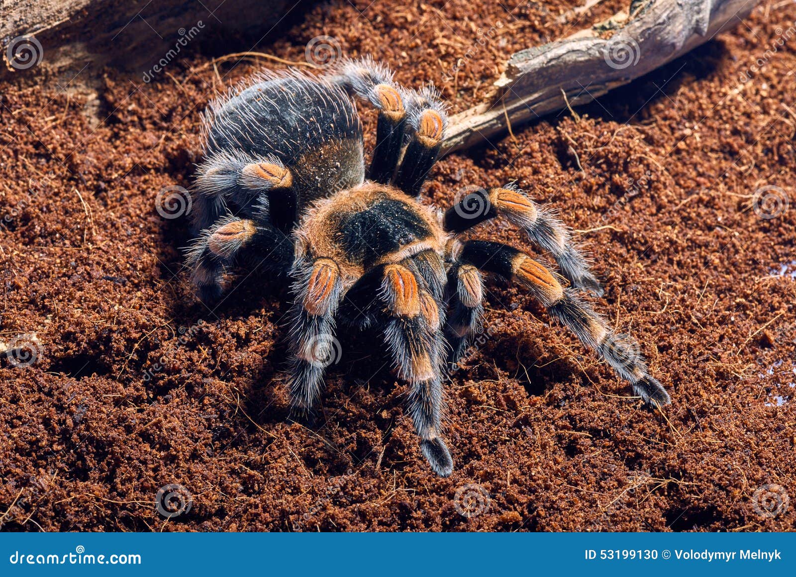 Mexican red knee tarantula stock photo. Image of brachypelma - 53199130