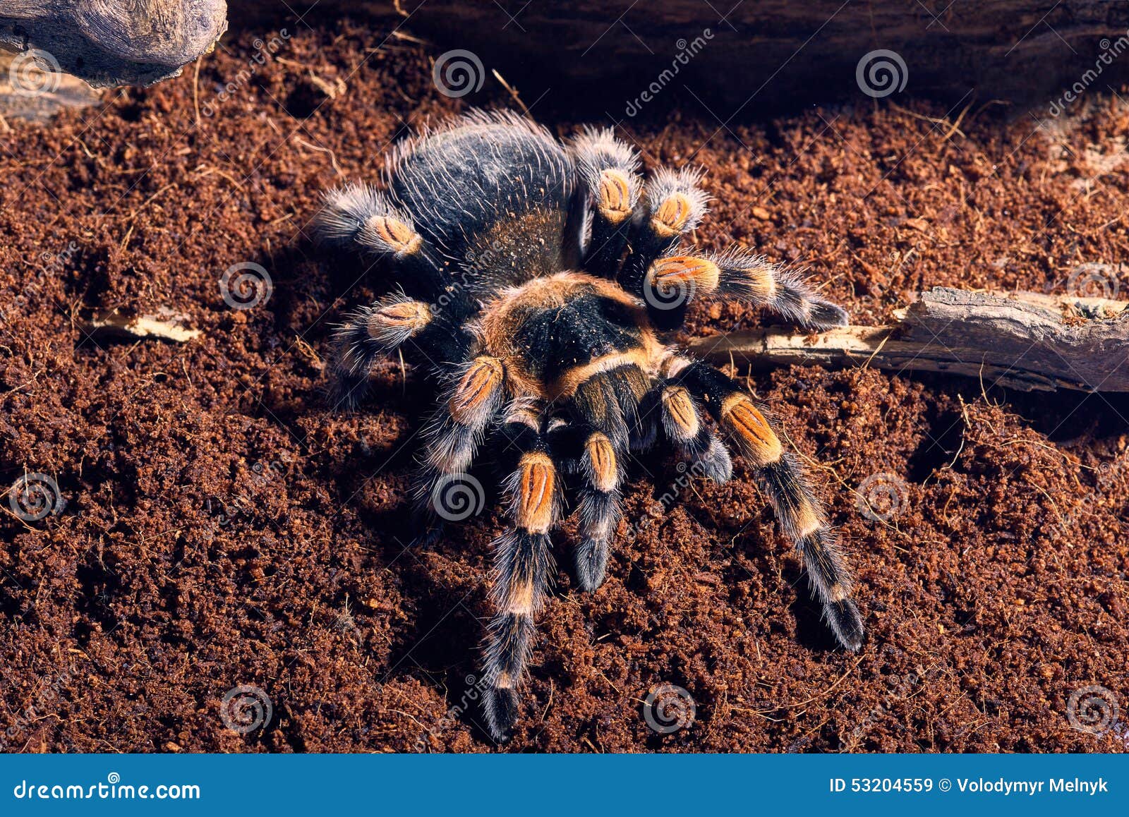 Mexican red knee tarantula stock image. Image of artropoda - 53204559