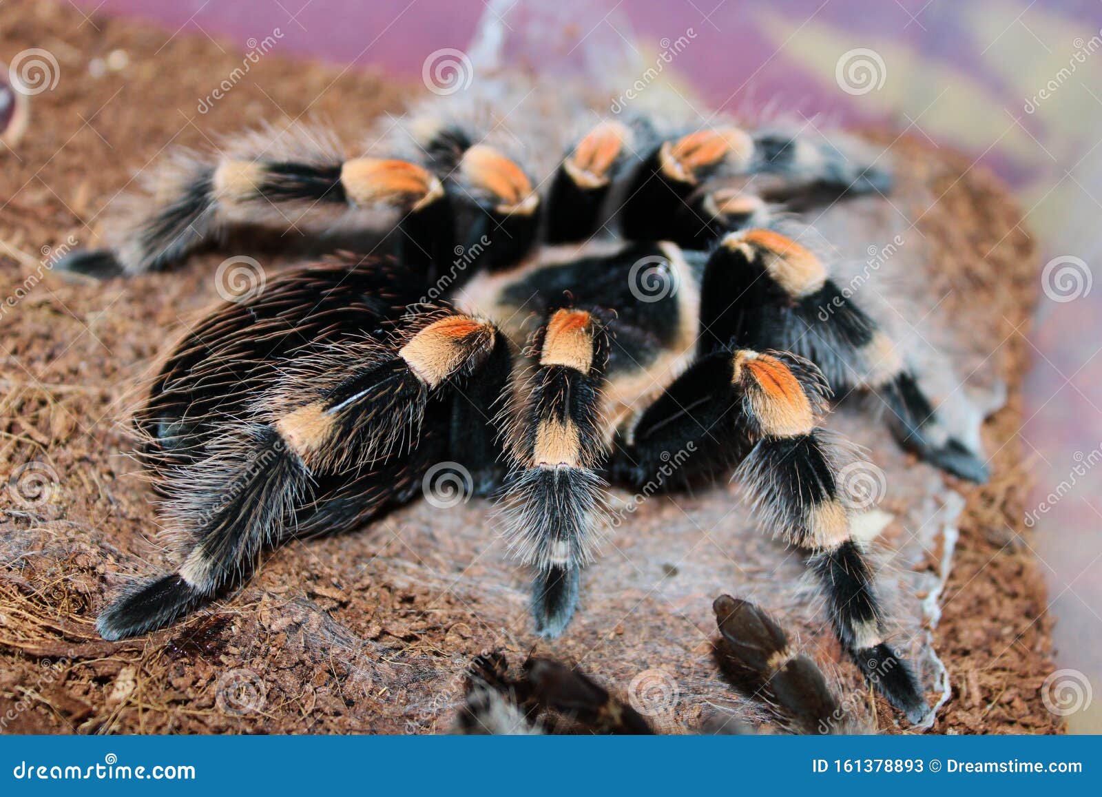 Mexican Red Knee Tarantula Spider Brahipelma Smitti on Coconut ...