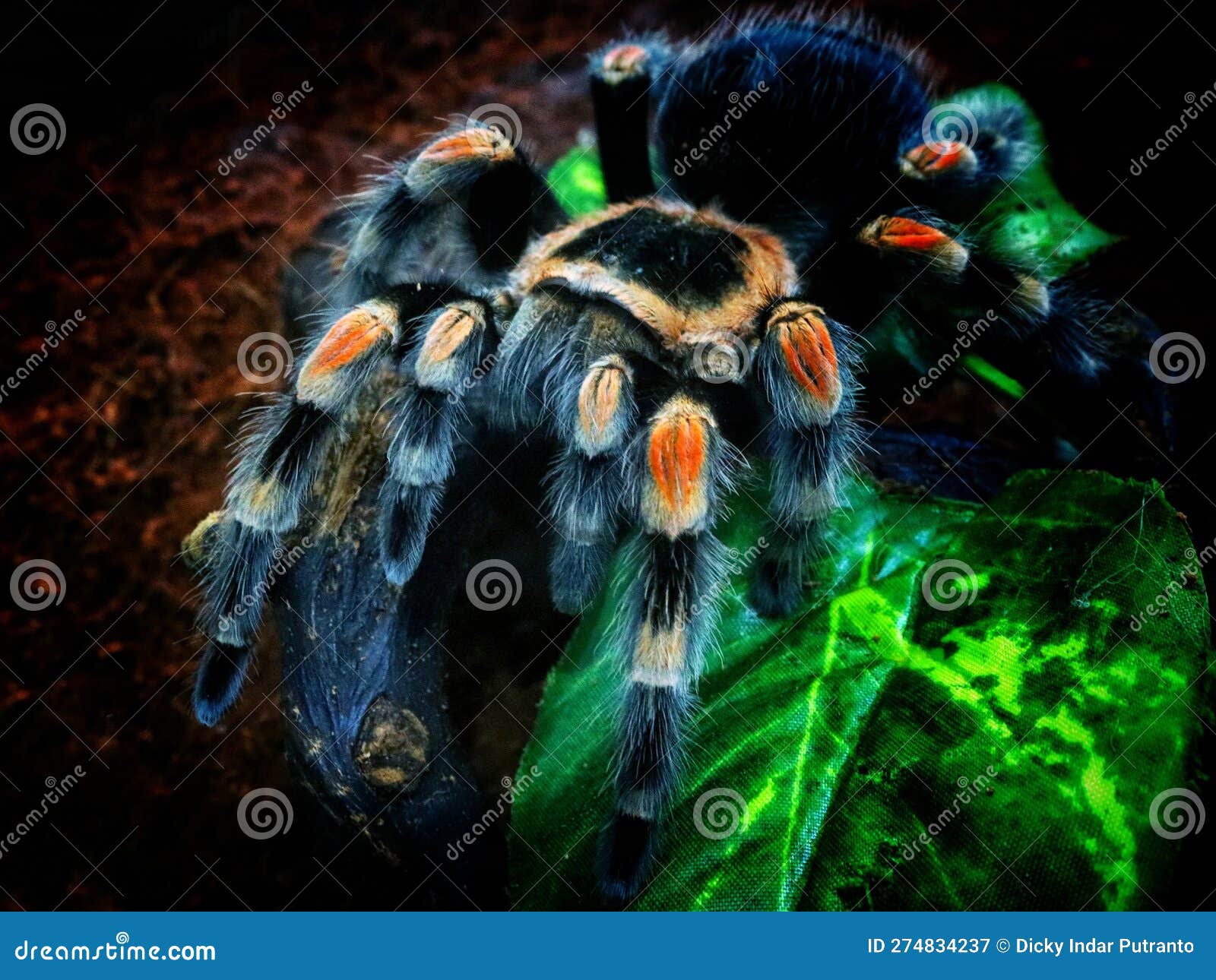 Mexican red knee tarantula stock image. Image of spider - 274834237