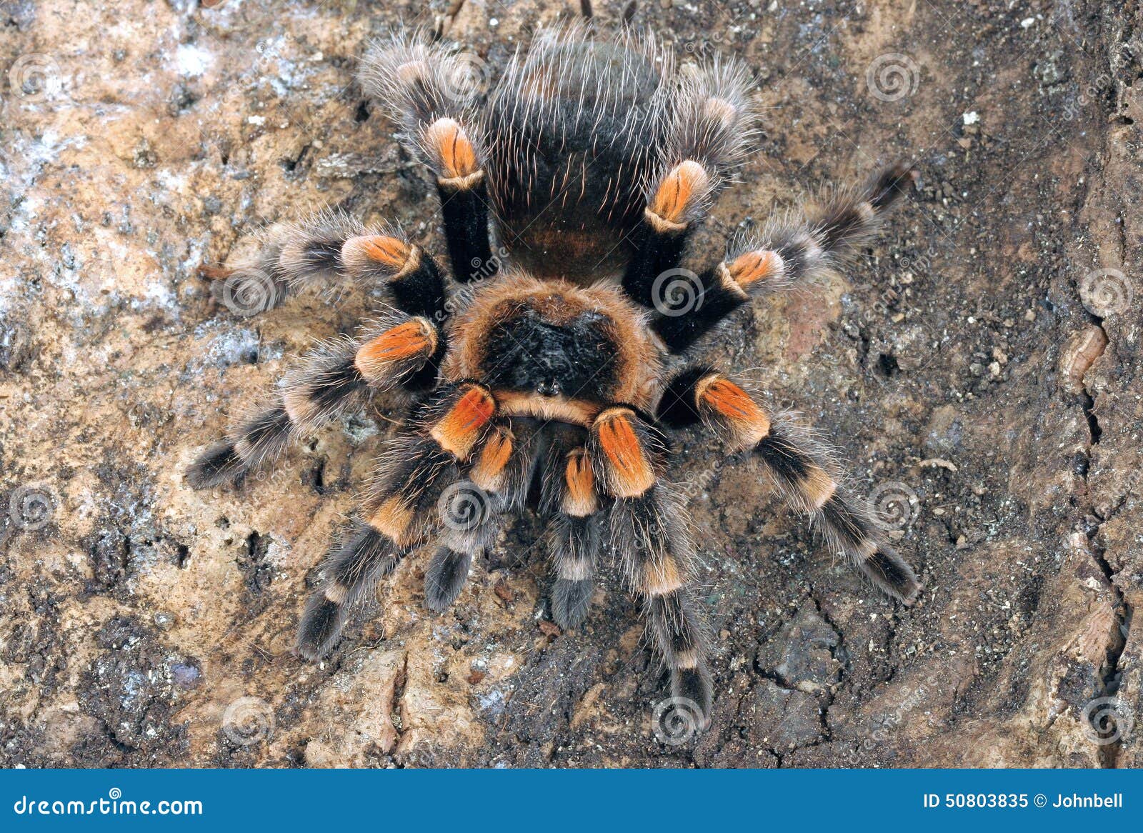 Mexican Redknee Tarantula stock image. Image of hunter - 50803835