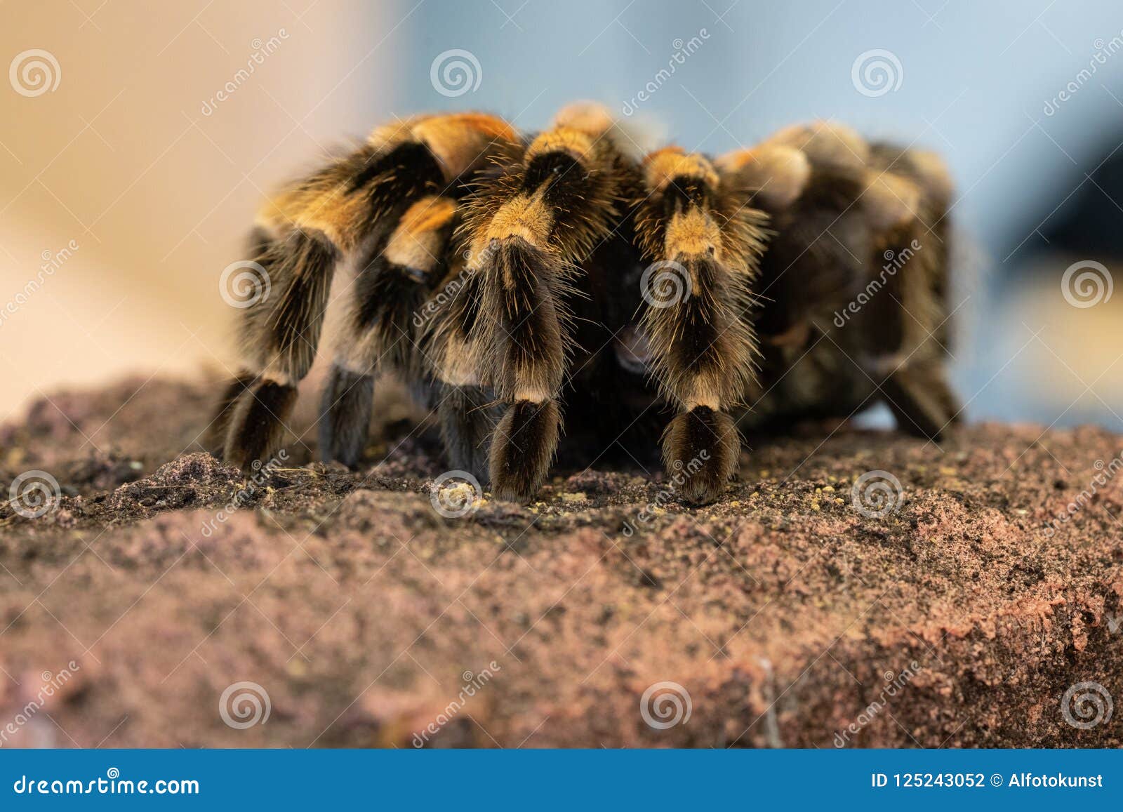 Mexican Redknee Tarantula, Brachypelma Smithi Stock Photo - Image of ...