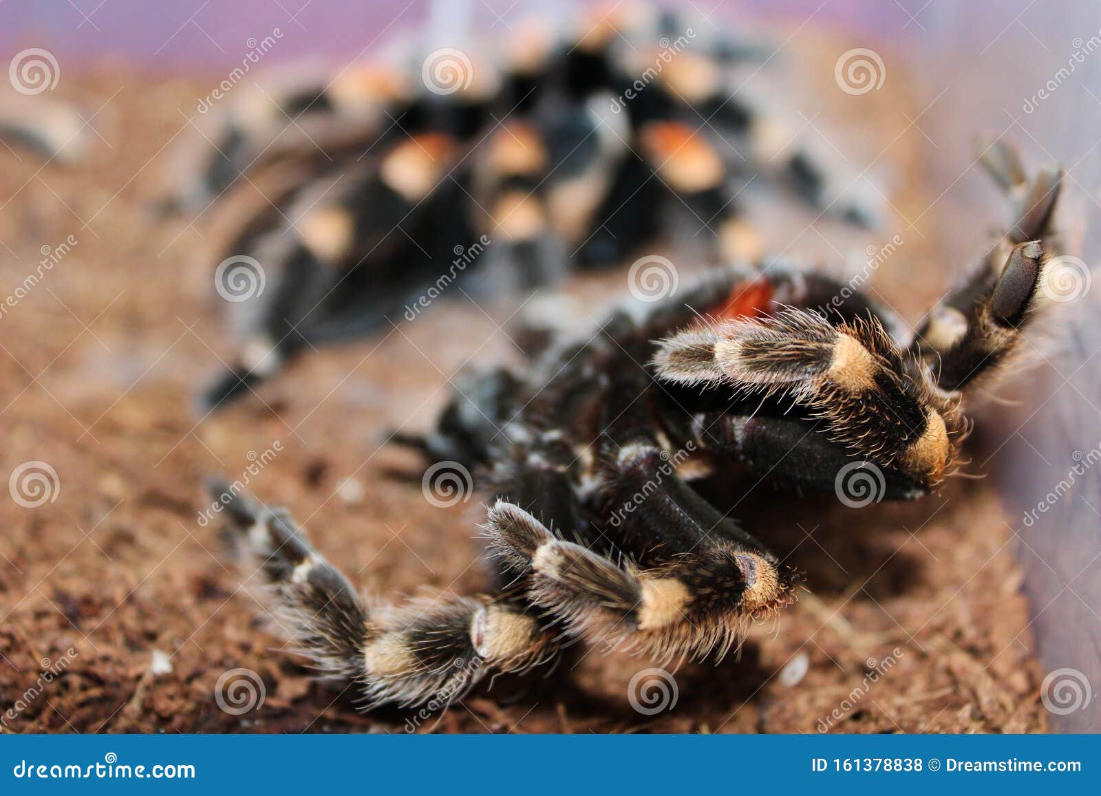 Mexican Redknee Tarantula Brachypelma Smithi Shedding it`s Skin Molting ...