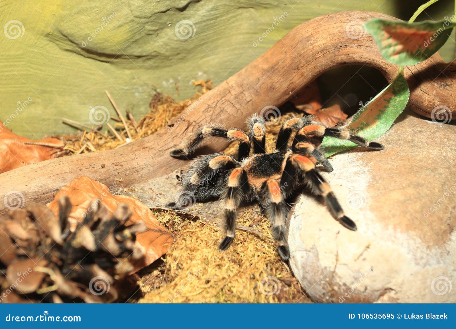 Mexican redknee tarantula stock image. Image of smithi - 106535695