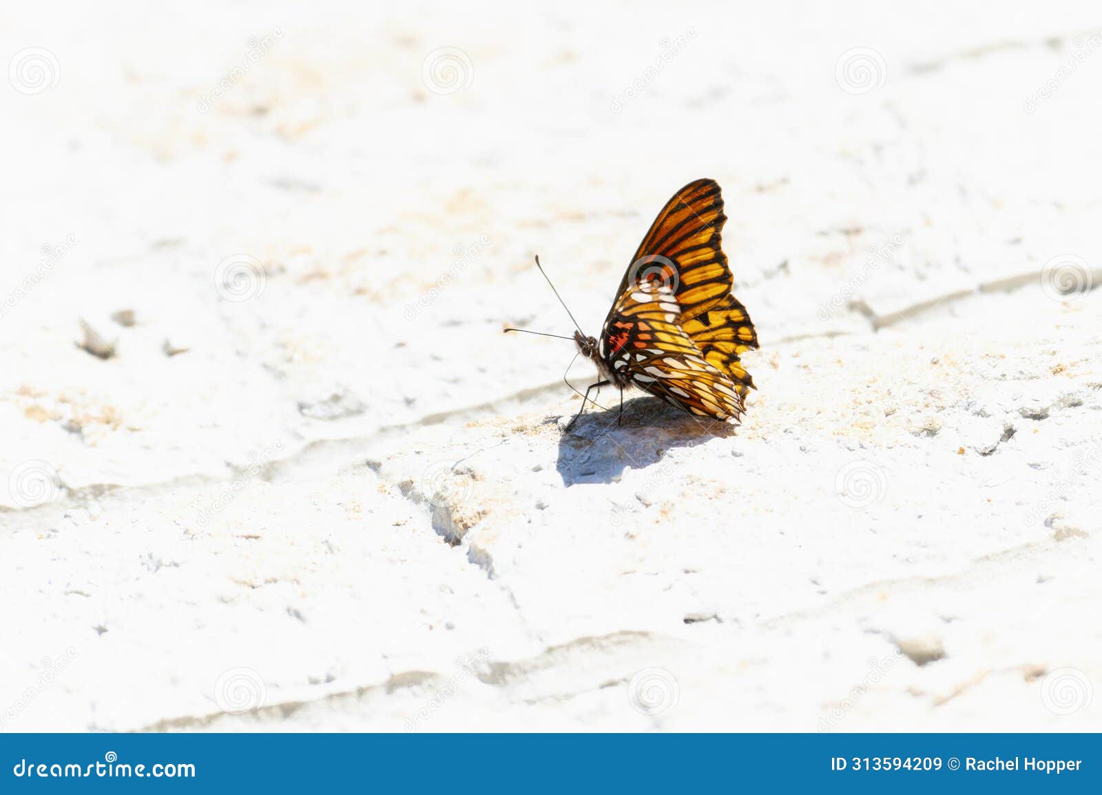 a mexican silverspot butterfly, dione moneta, butterfly, perched on the ground in mexico