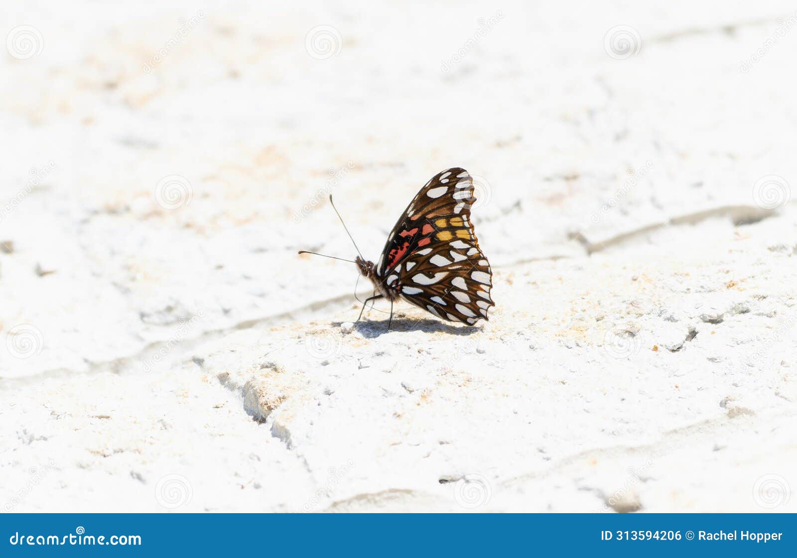 a mexican silverspot, dione moneta, butterfly rests on the ground, absorbing the warm sunlight in mexico