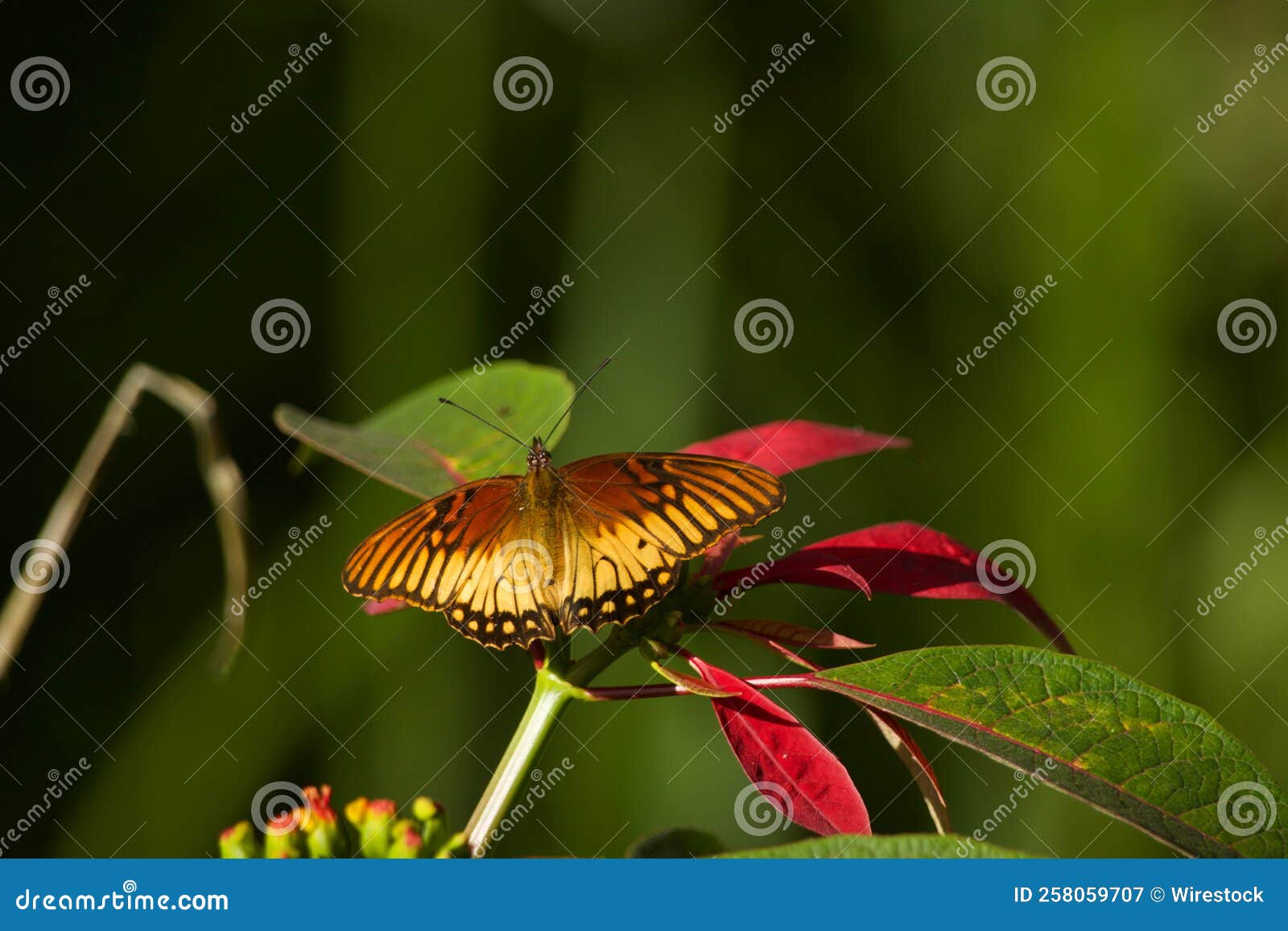 mexican silverspot (dione moneta) resting on a flower on a blurred background