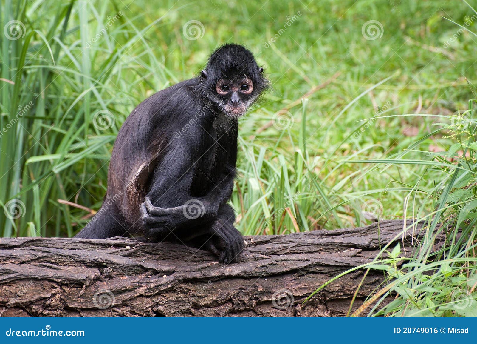 Mexican spider monkey stock photo. Image of long, party - 20749016