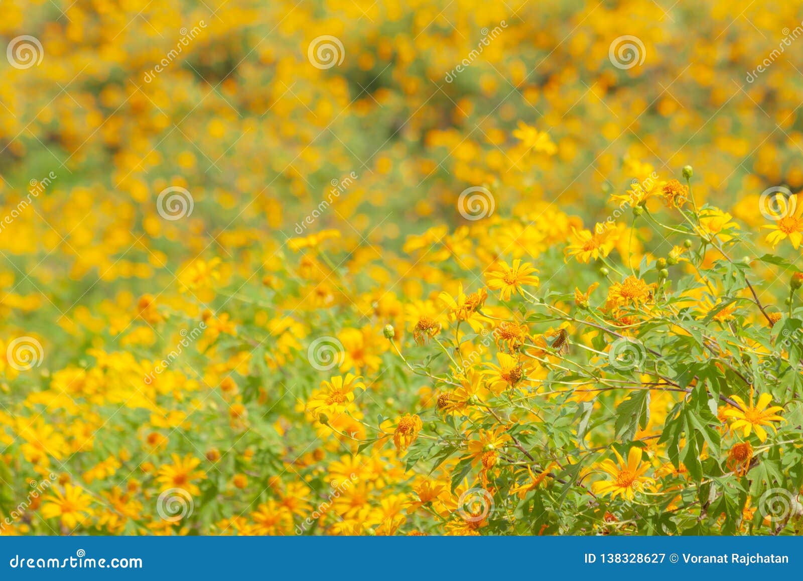 Mexican sunflower blooming stock image. Image of botanic 138328627