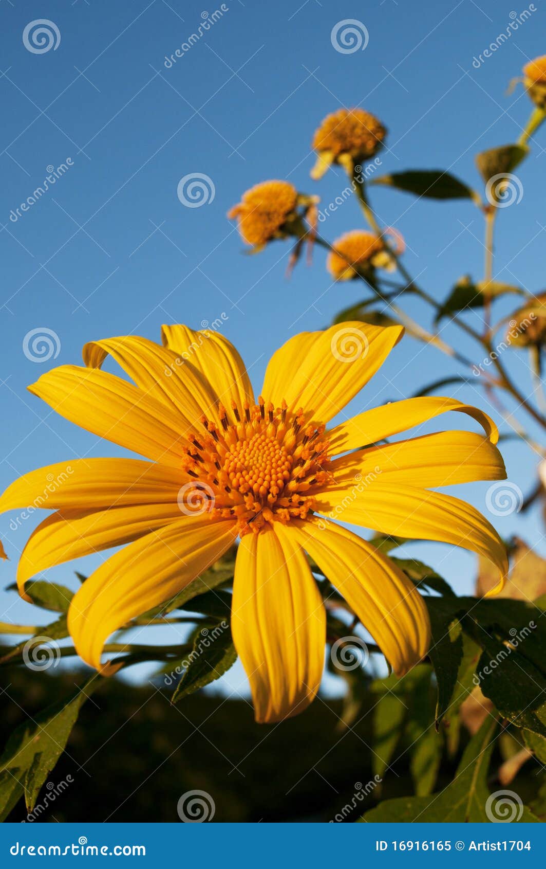 Mexican Sunflower Weed stock image. Image of macro, sunny 16916165