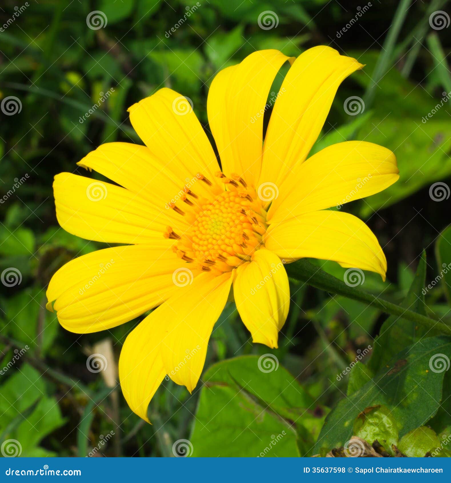 Mexican Sunflower Weed stock photo. Image of fresh, spring 35637598