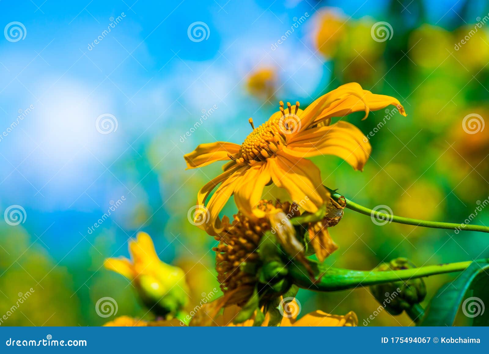 Mexican Sunflower Weed in Park Stock Image Image of nature, close