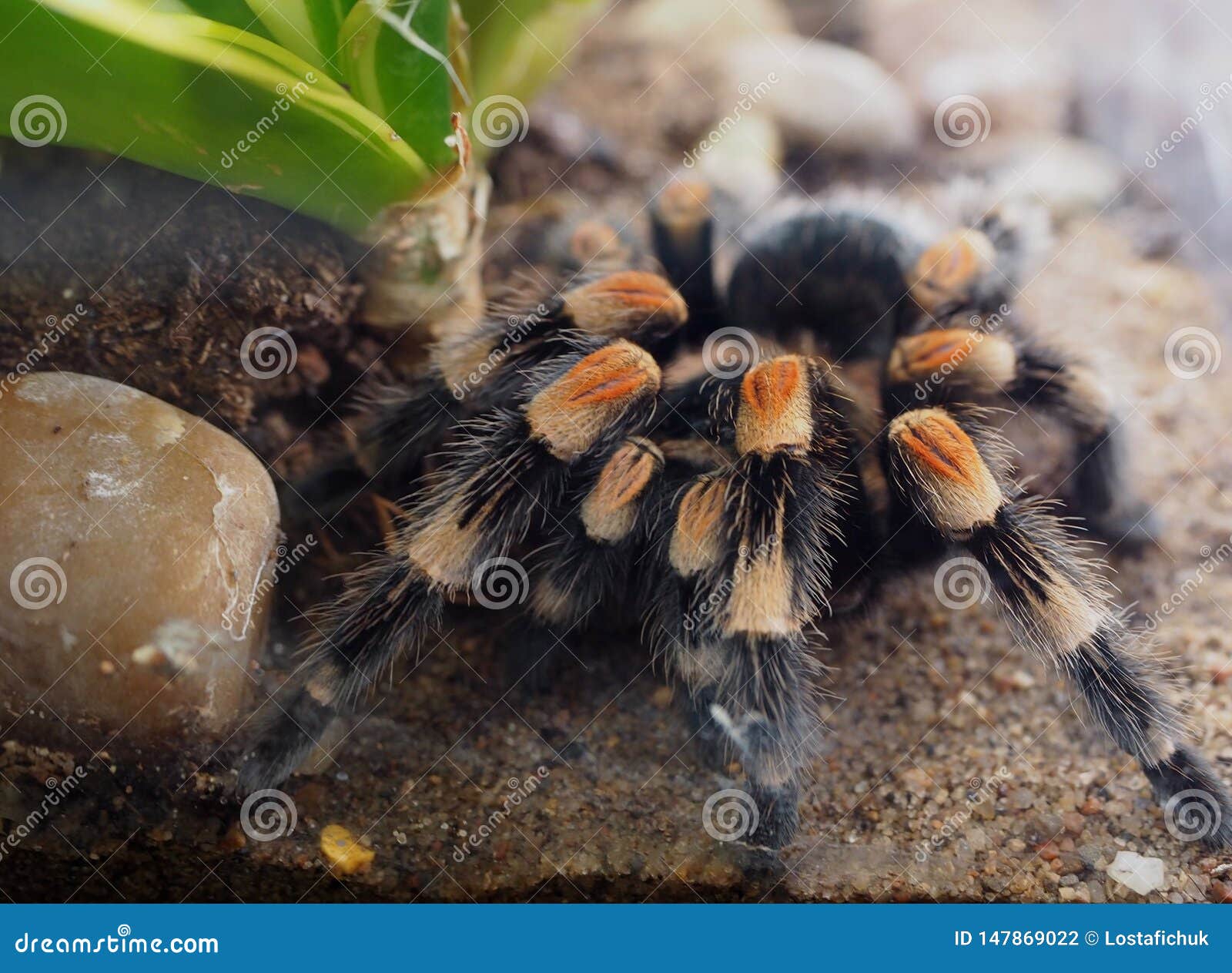 Mexican Tarantula Spider or Brachypelma Smithi Stock Photo - Image of ...
