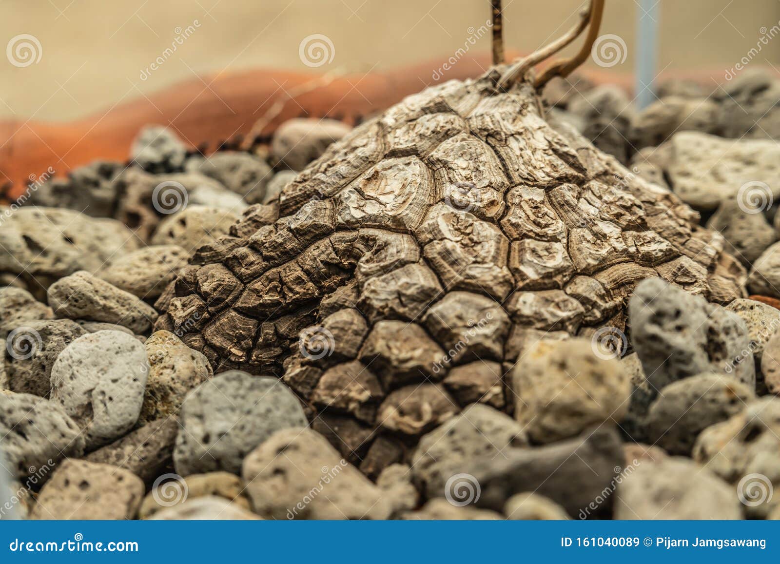 mexican yam dioscorea mexicana. known as cabeza de negro also