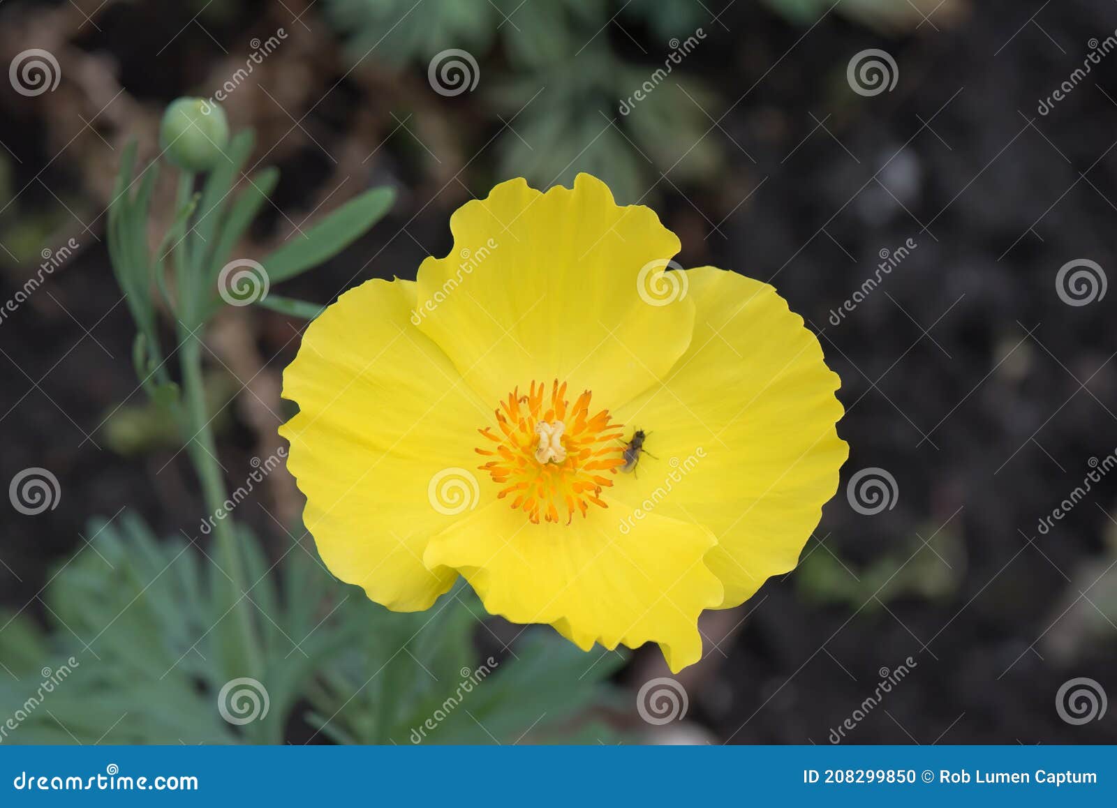 Mexicano Tulipán Amapola Hunnemannia Fumariifolia Closeup Amarillo Flor Con  Naranja Estambre Foto de archivo - Imagen de habitat, ornamental: 208299850