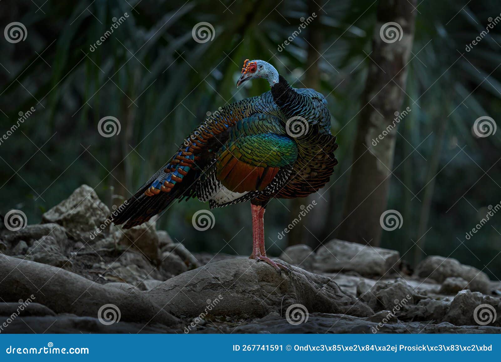 mexico wildlife. bird in zona arqueolÃ³gica de cobÃ¡, yucatÃ¡n in mexico. ocellated turkey, meleagris ocellata, rare bizar bird in
