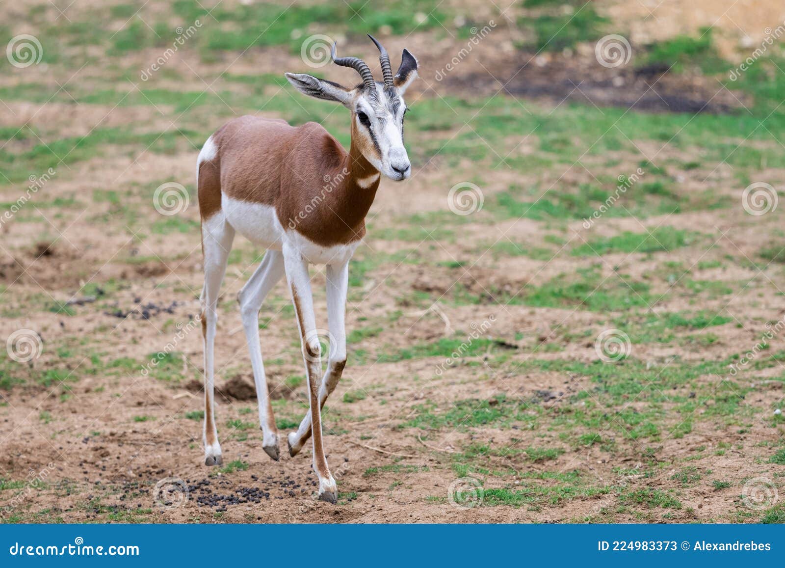 a mhorr gazelle walks in the desert