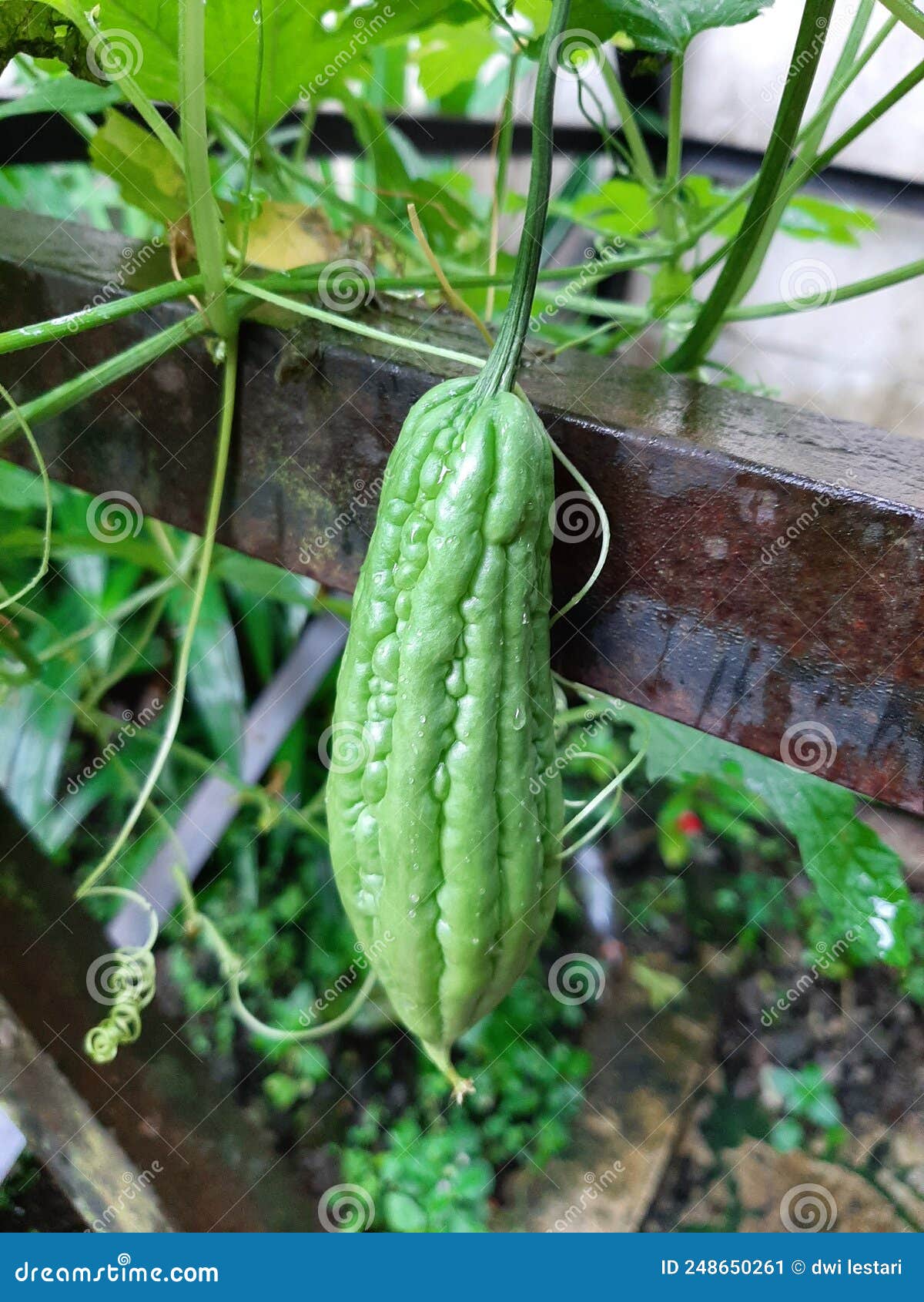 Mi Amargo Melón árbol Tiene Fruta Imagen de archivo Imagen de fruta