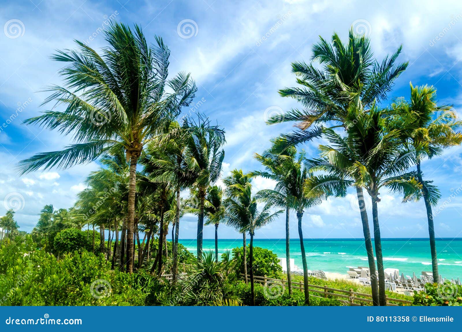 Miami Beach Palms stock photo. Image of florida, green 80113358