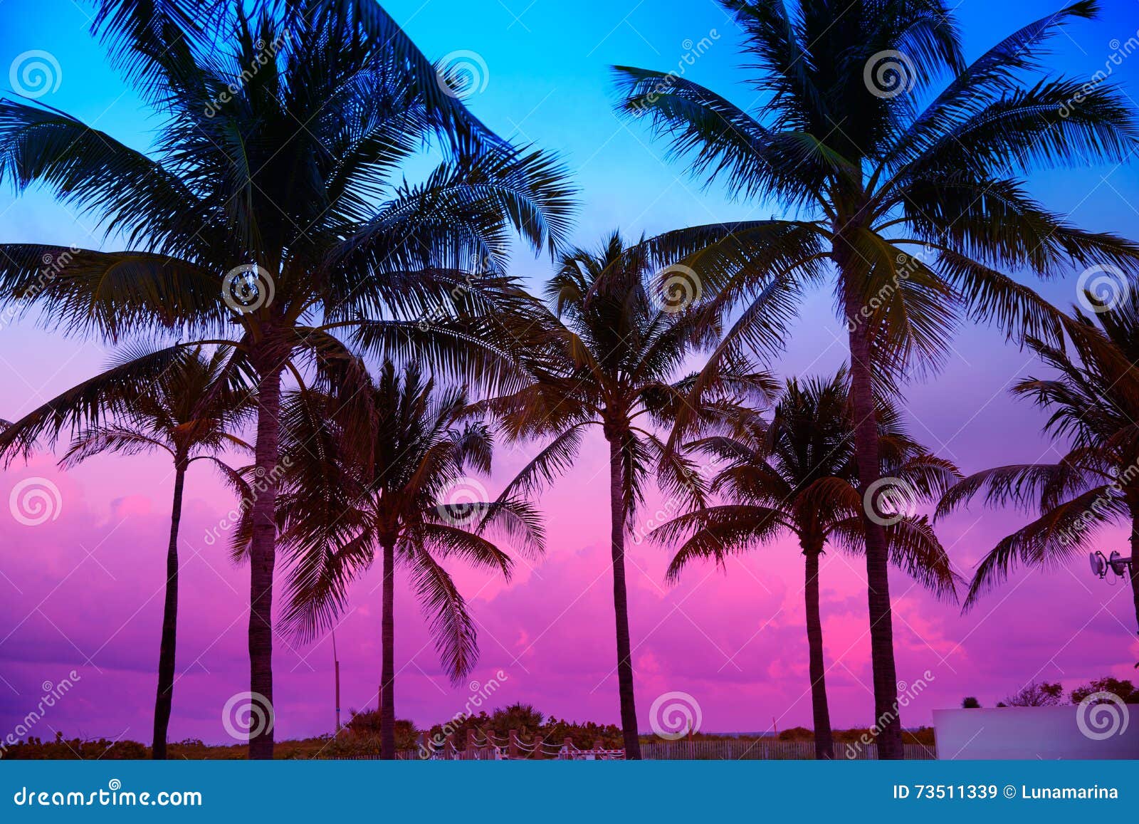 miami beach south beach sunset palm trees florida