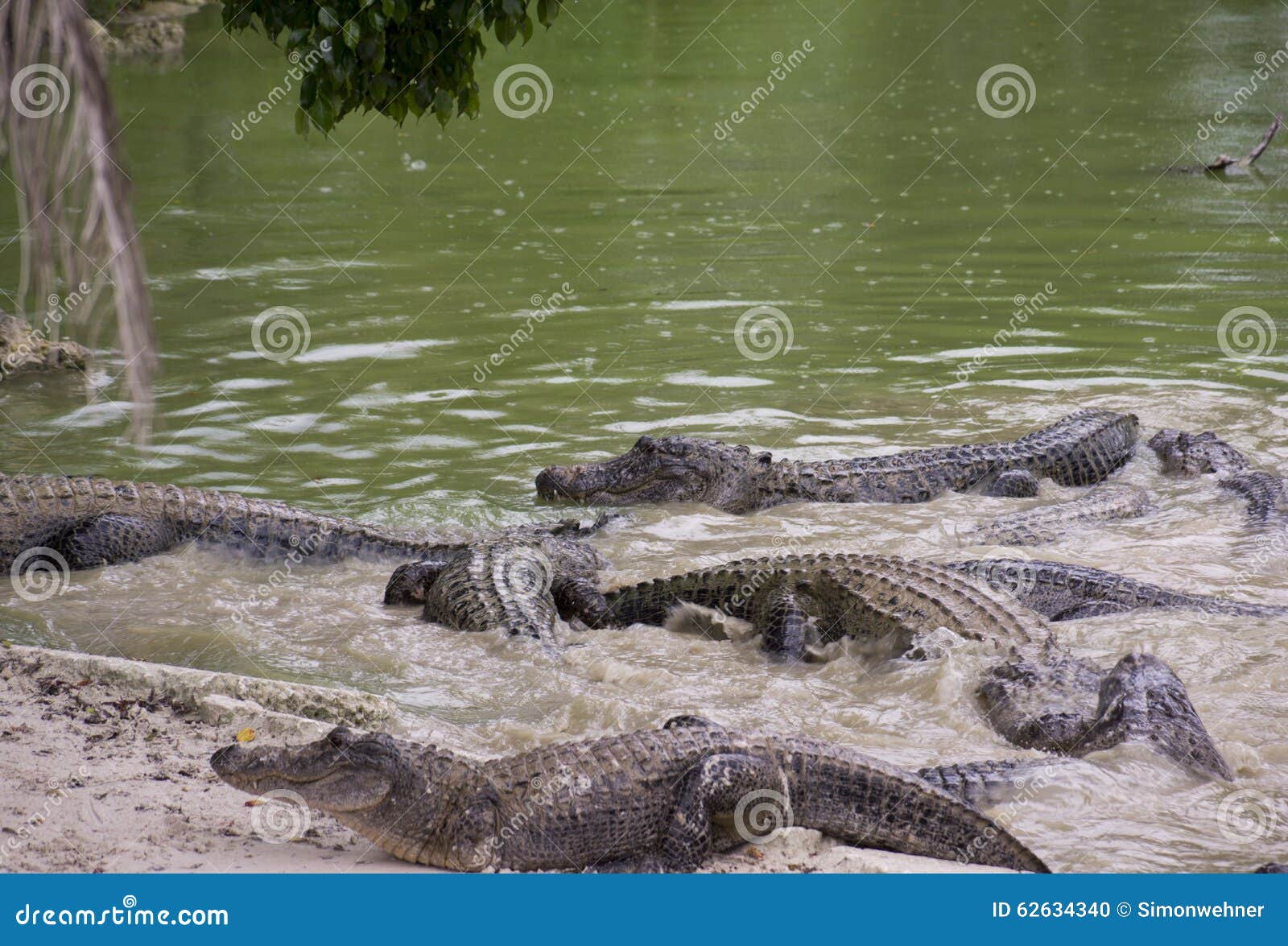 Miami, Florida, USA - Everglades Alligator Farm Stock Photo - Image of