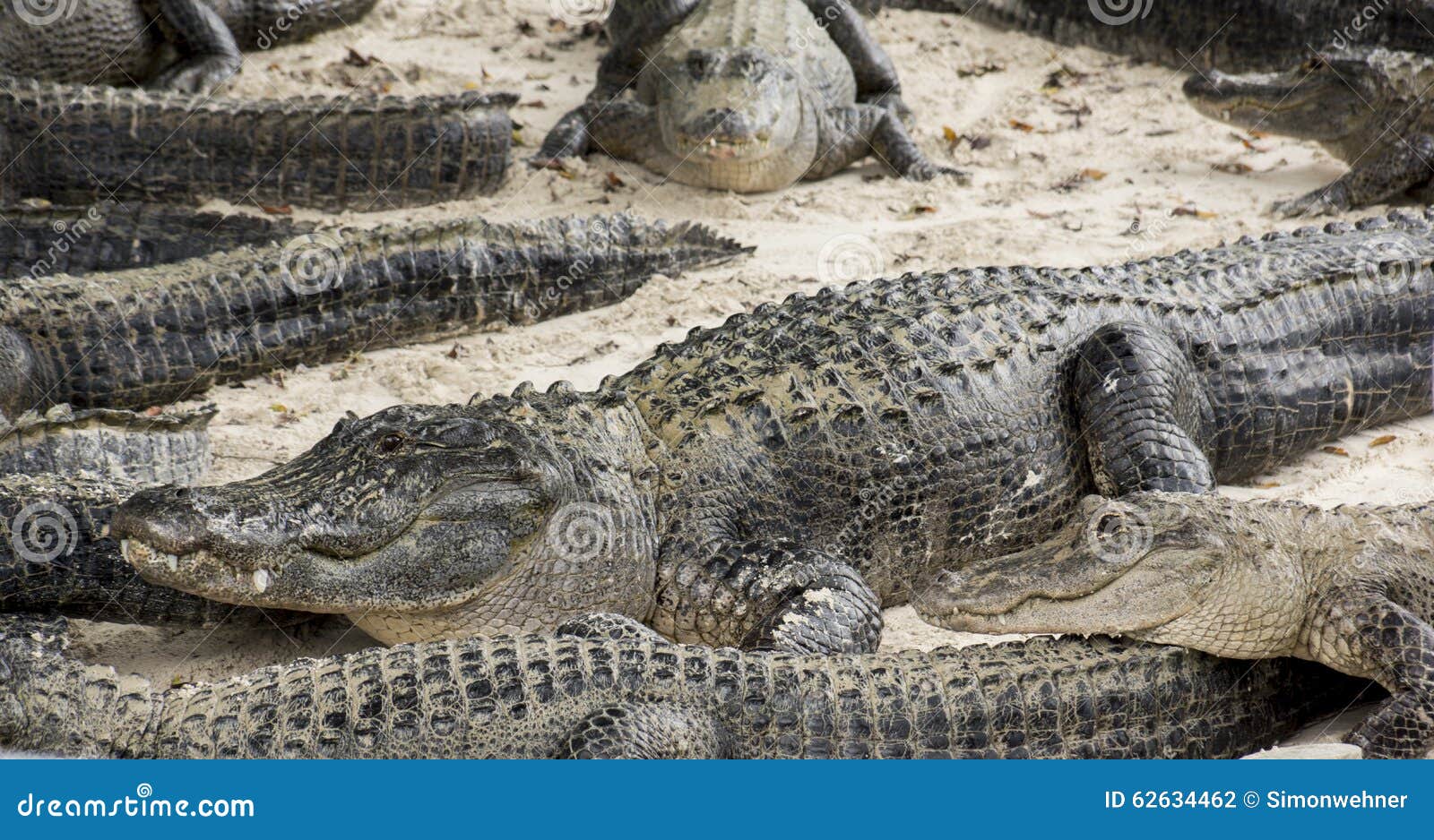 Everglades Alligator Farm Hours