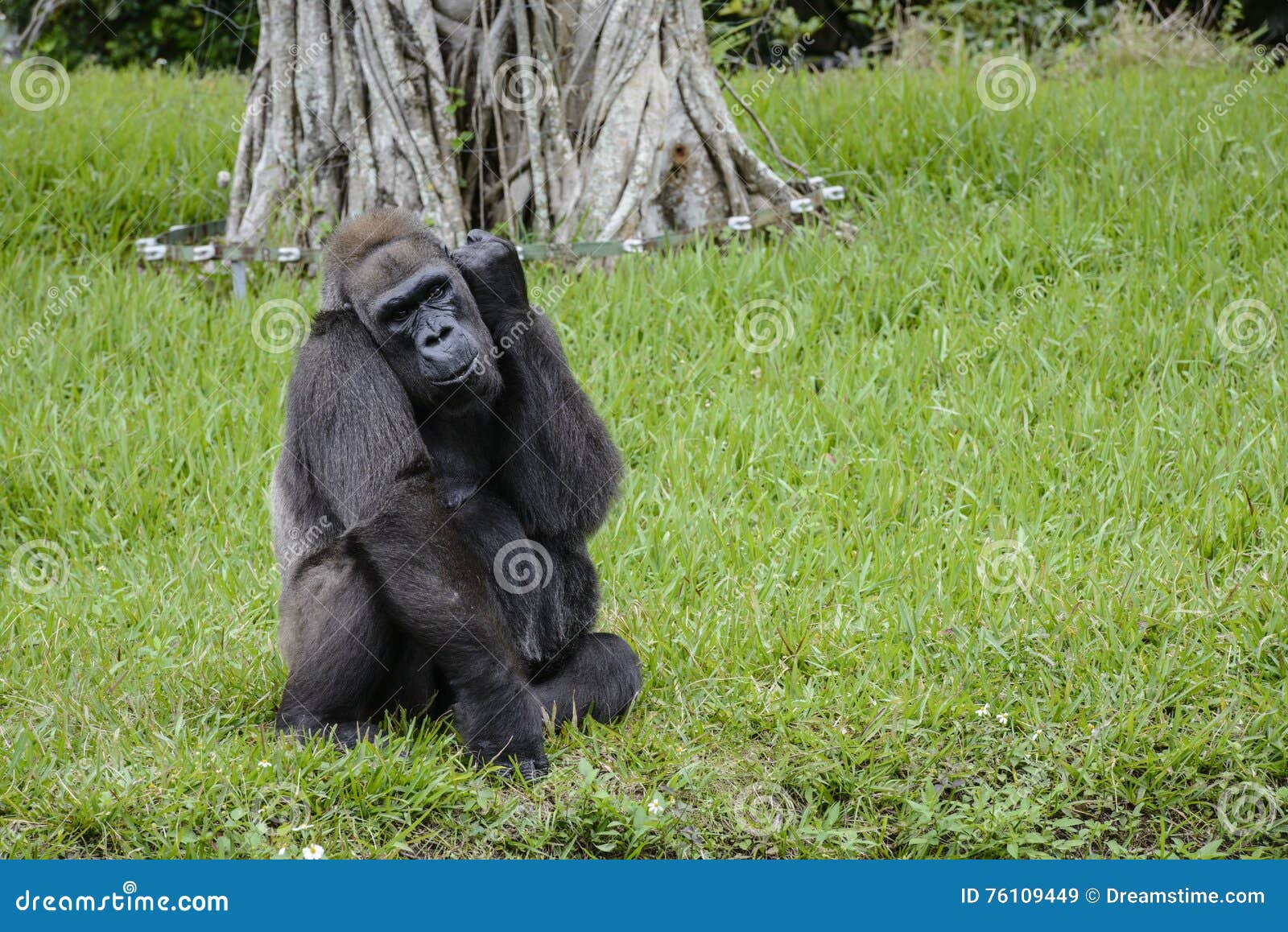 Gorilla waiting in hi-res stock photography and images - Alamy