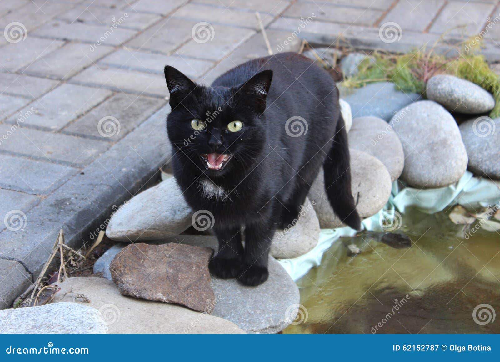 Miaulements De Chat Noir Image Stock Image Du Animal 62152787
