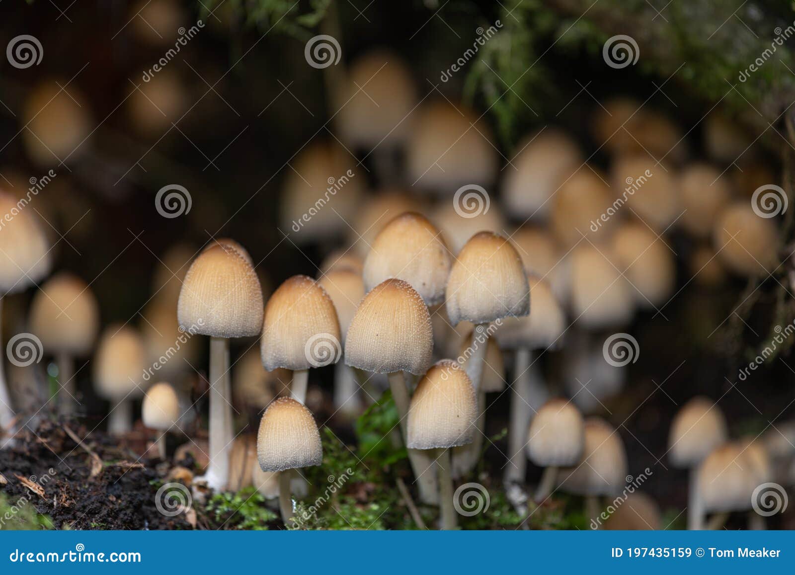 mica cap coprinellus micaceus mushrooms