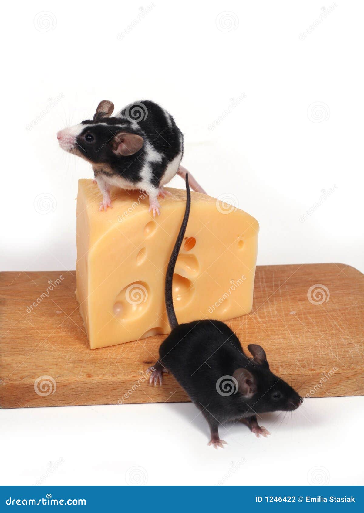 mouse hotel Sausage Nature - a Royalty Free Stock Photo from Photocase