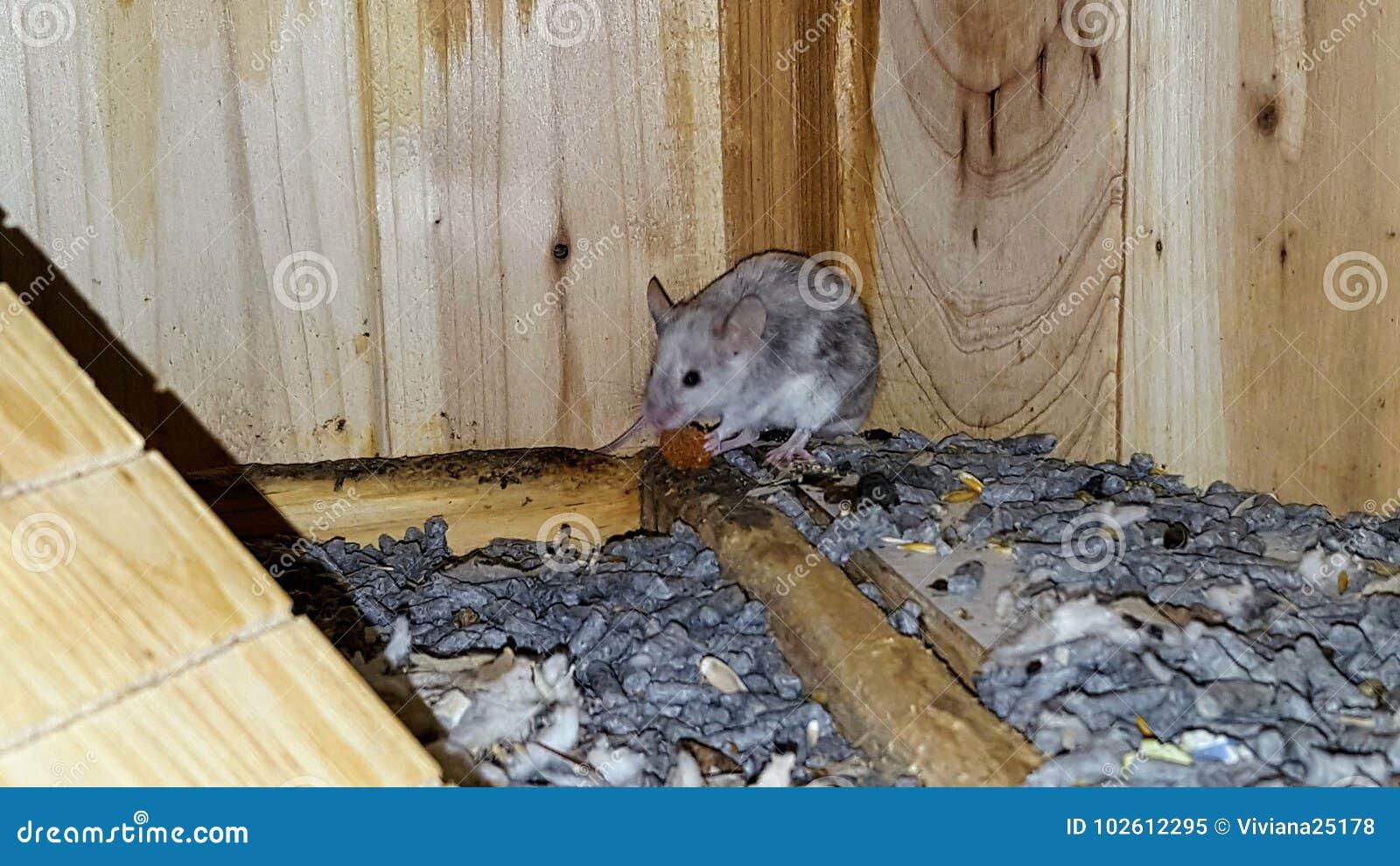 Mice eating stock image. Image of cage, mice, inside 102612295