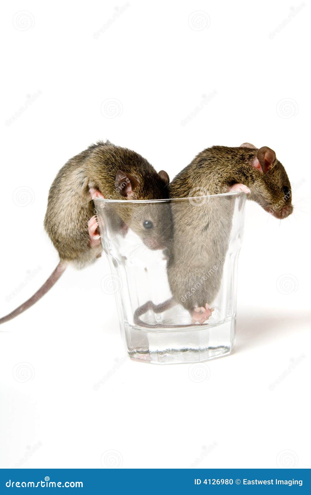 Mice in Glass stock photo. Image of shot, glass, climbing 4126980