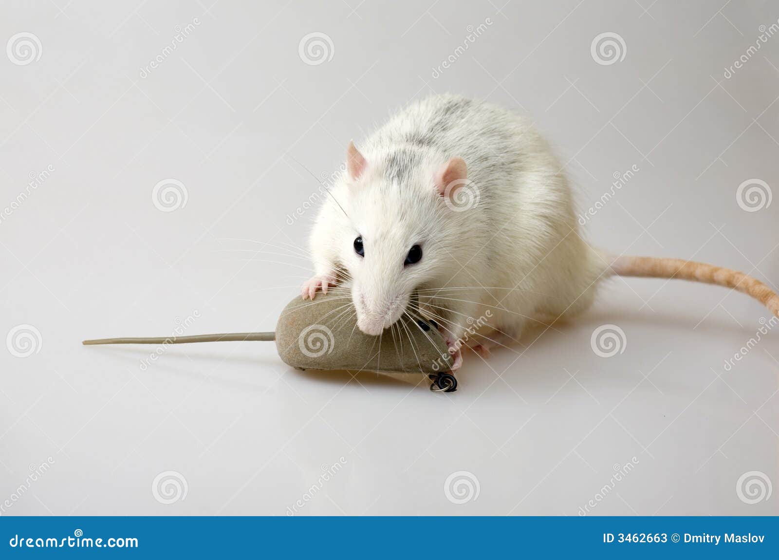 Mice hunting stock image. Image of bite, hunt, deft, pretty 3462663